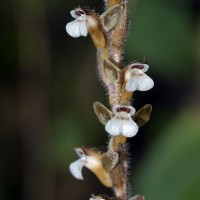 Erythrodes latiloba Ormerod